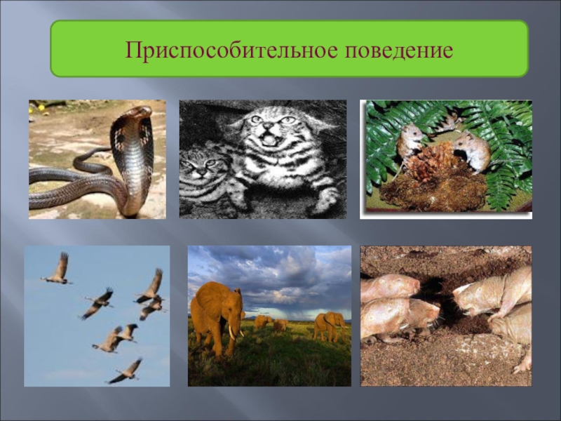 Поведение организмов. Поведенческие приспособления животных. Приспособительное поведение. Формы приспособительного поведения животных. Приспособительное поведение организмов.