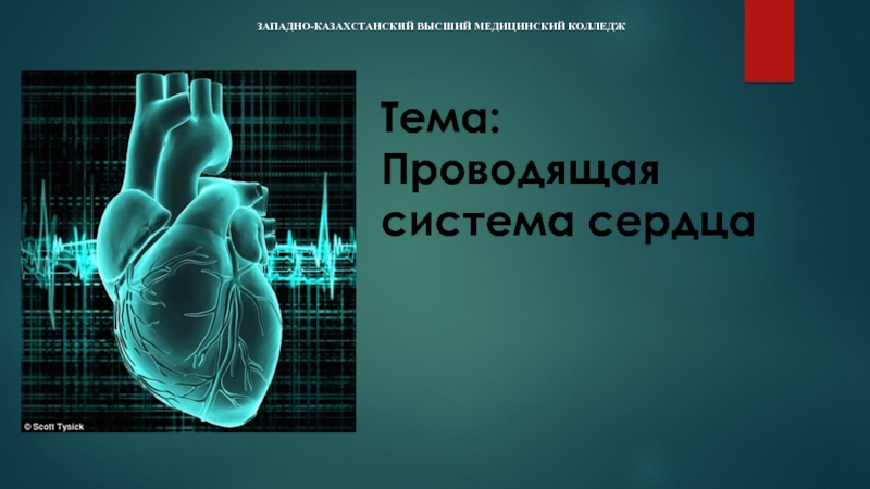 Презентация по анатомии на тему Проводящая система сердца