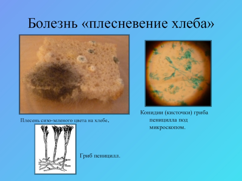 Проект болезнь хлеба