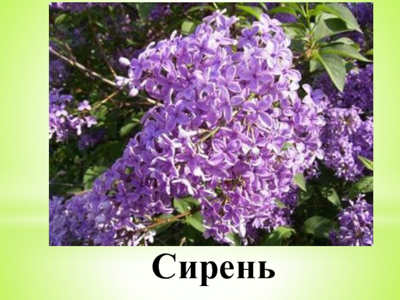 Проект сирень