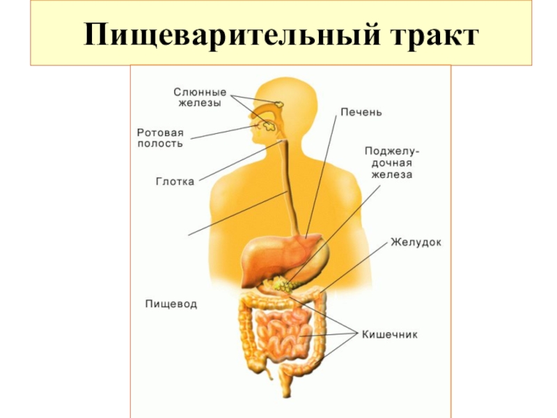 Передвижение пищи по пищеварительному тракту схема