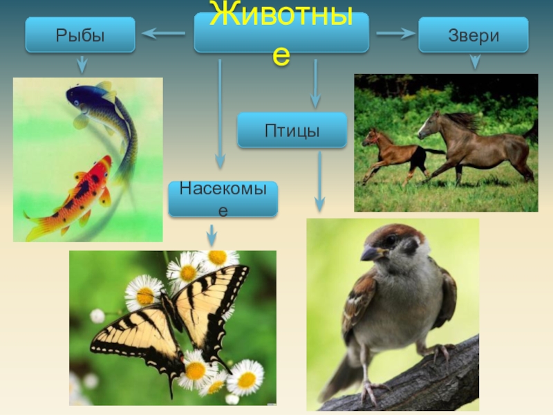 Презентация по окр миру