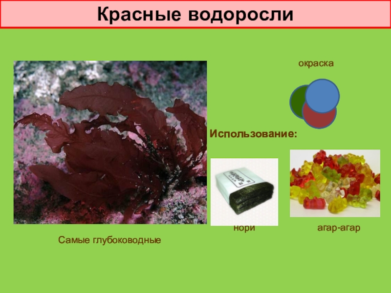 Презентация на тему красные водоросли 6 класс