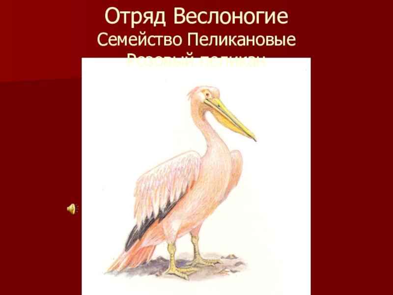 Красная книга калмыкии рисунок