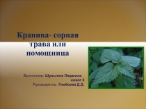 Презентация проекта Крапива - сорная трава или помощница