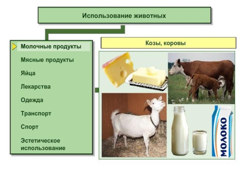 Применение животных. Использование животных. Животные в молочных продуктах. Использование коров. Производственное использование коров.