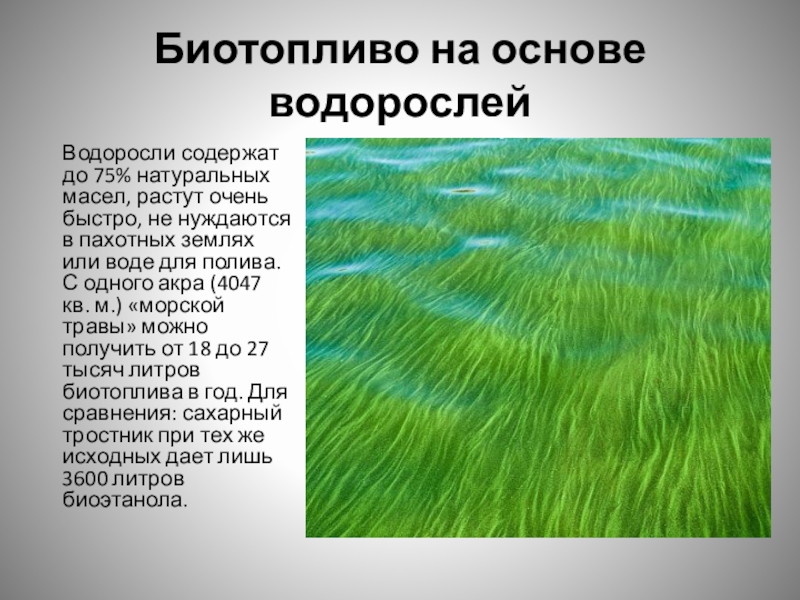 Водоросли содержат. Водоросли для биотоплива. Биотопливо из водорослей. Биобутанол из водорослей. Биотопливо из водорослей технология.