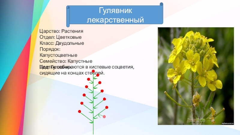 Презентация класс двудольные растения семейства крестоцветные и розоцветные