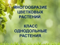 Презентация к уроку Класс однодольные