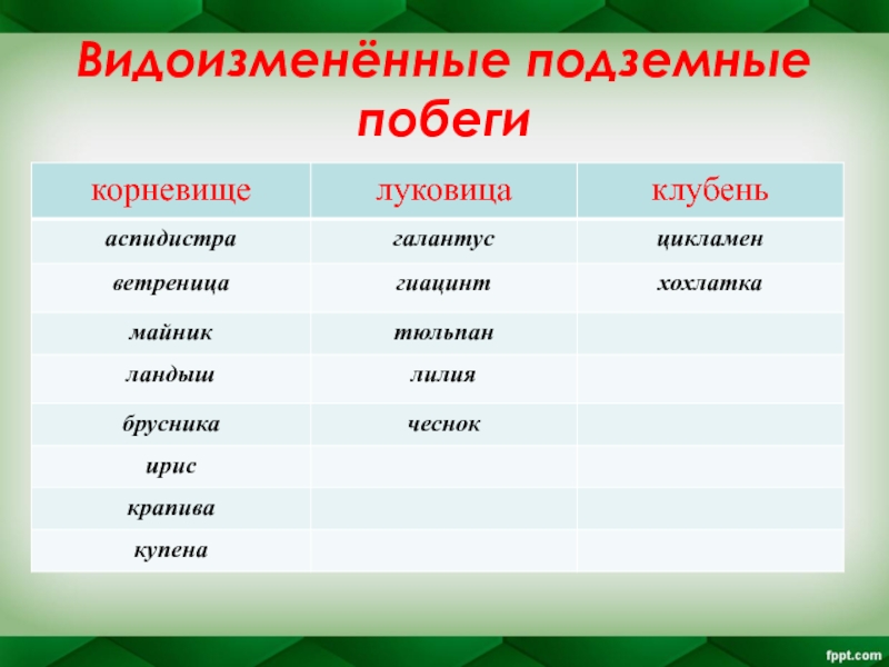 Видоизмененные побеги презентация биология 6 класс