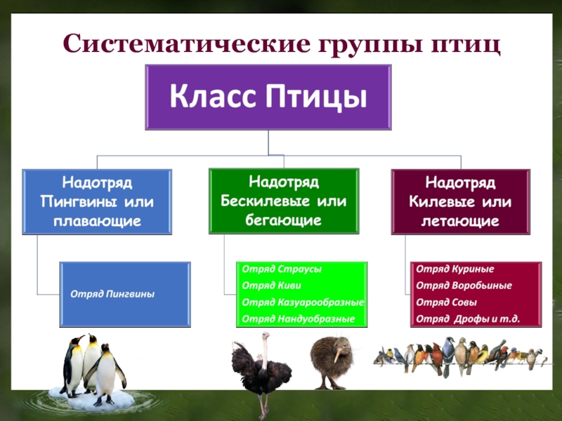 Презентация по теме класс птиц 7 класс