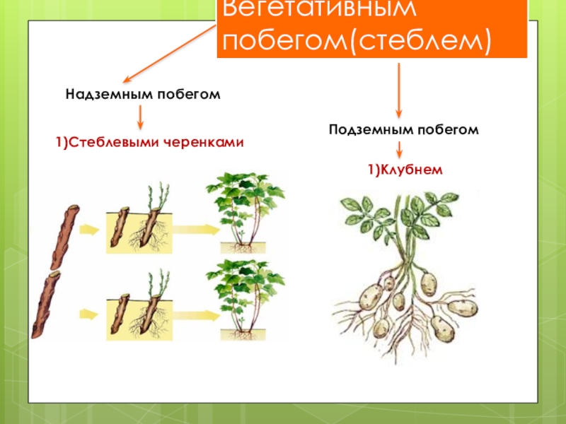 Какие побеги вы знаете. Вегетативное размножение надземными побегами. Размножение надземными побегами стеблевыми черенками. Размножение надземными побегами отводками. Стеблевой черенок это надземный побег.