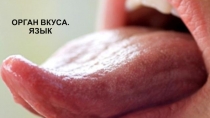 Орган вкуса (8 класс)