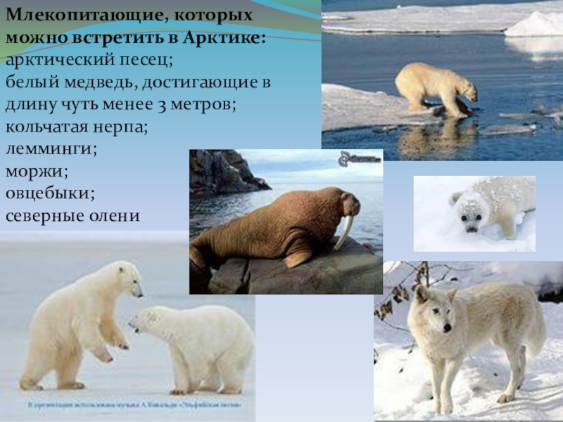 В какой природной зоне встречается медведь. Белый медведь природная зона. Белый медведь природная зона обитания. Белый медведь в какой природной зоне. Млекопитающие проект.