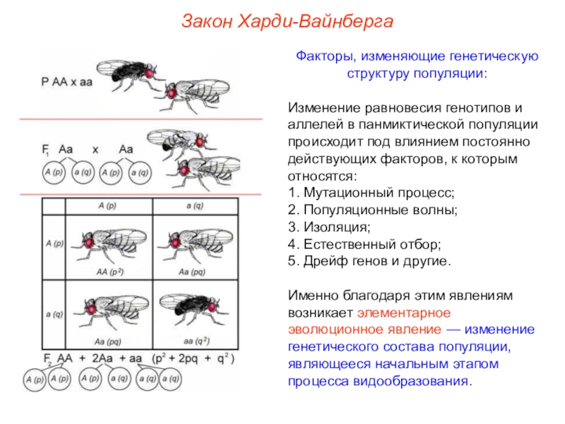 Закон харди вайнберга презентация