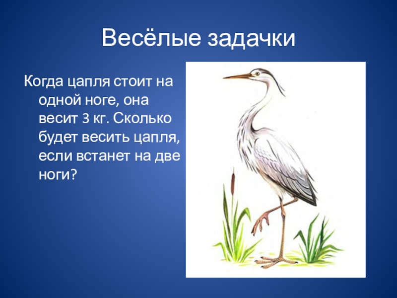 Какой тип питания характерен для серой цапли изображенной на рисунке