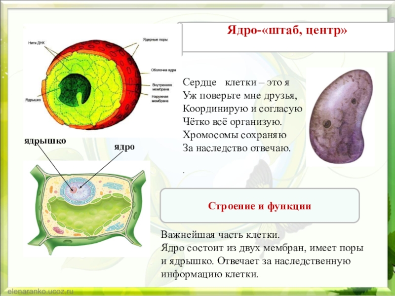 Ядро это. Ядро клетки человека. Строение ядрышка клетки. Строение клетки сердца. Ядро клетки клеточный центр.