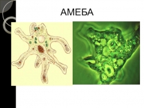 Презентация по биологии на тему Тип Инфузории. Тип Саркожгутиконосцы, Класс Жгутиконосцы