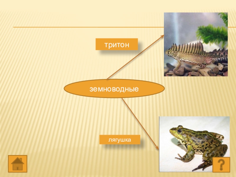 Тест по земноводным 8. Тритон лягушка. Тритон и лягушка отличие. Лягушка из Тритона. Интерактивный плакат по биологии.