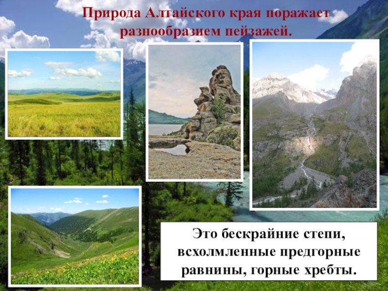 Алтайский край 4 класс. Разнообразие природы Алтая. Разнообразие природы Алтайского края. Природа Алтайского края презентация. Природа Алтайского края проект 3 класс.