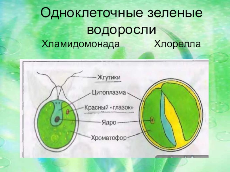 Водоросли рисунок биология