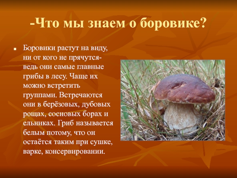 Окружающий мир 2 класс про грибы. Гриб Боровик доклад 5 класс. Рассказ о белом грибе. Сообщение о грибах. Доклад про грибы.