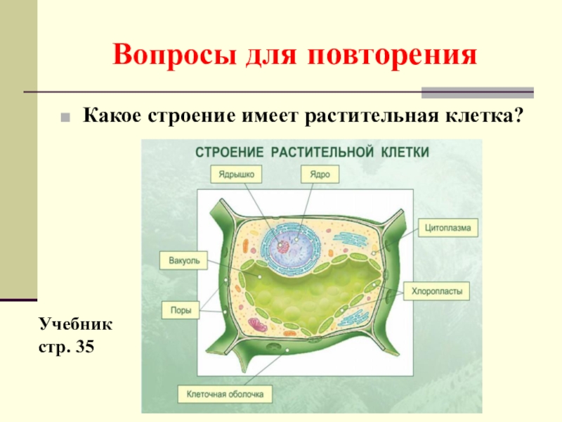 Строение клетки 5. Строение растительной клетки 5 класс биология. Клетка растения 5 класс биология. Проверочная работа по биологии 5 класс строение растительной клетки. Строение растительной клетки 5 класс Пасечников.