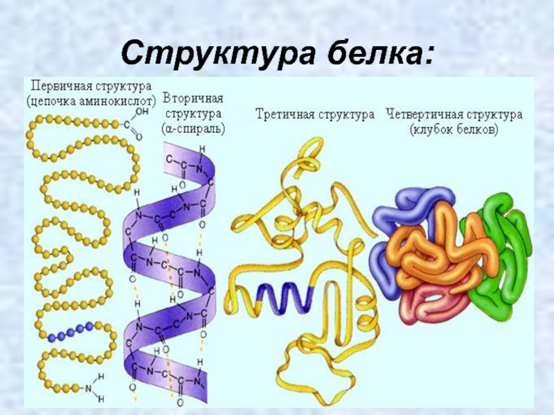 Белки ментальная карта