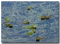 Разработка урока по теме Развитие земноводных 7 класс