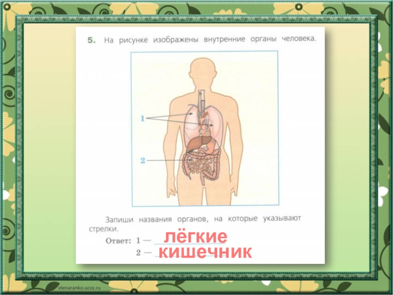 Внимательно рассмотри рисунок на котором изображена одна из систем органов человека