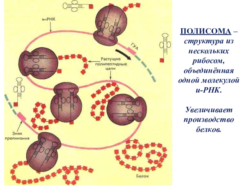 Роль рнк в биосинтезе. Биосинтез белка полисома. Схема синтеза белка в полисоме. Синтез белка трансляция полисома. Рибосомы и полисомы строение.
