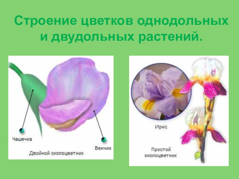 Биология 6 класс презентация класс однодольные растения