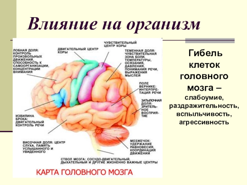 Части мозга и за что они отвечают картинка