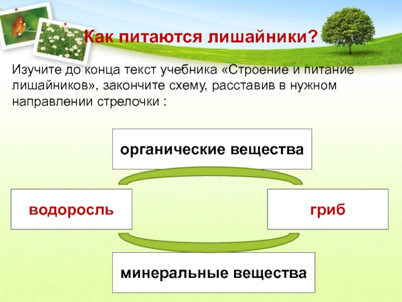 По способу питания лишайники относятся. Схема питания лишайника. Питание лишайников схема. Способ питания лишайников. Как питаются лишайники.