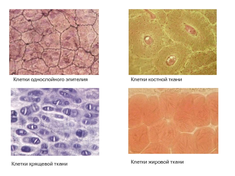Клетки однослойного эпителияКлетки костной тканиКлетки хрящевой тканиКлетки жировой ткани