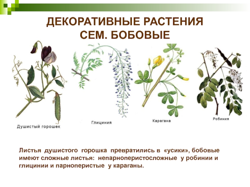 ДЕКОРАТИВНЫЕ РАСТЕНИЯ  СЕМ. БОБОВЫЕЛистья душистого горошка превратились в «усики», бобовые имеют сложные листья: непарноперистосложные у робинии