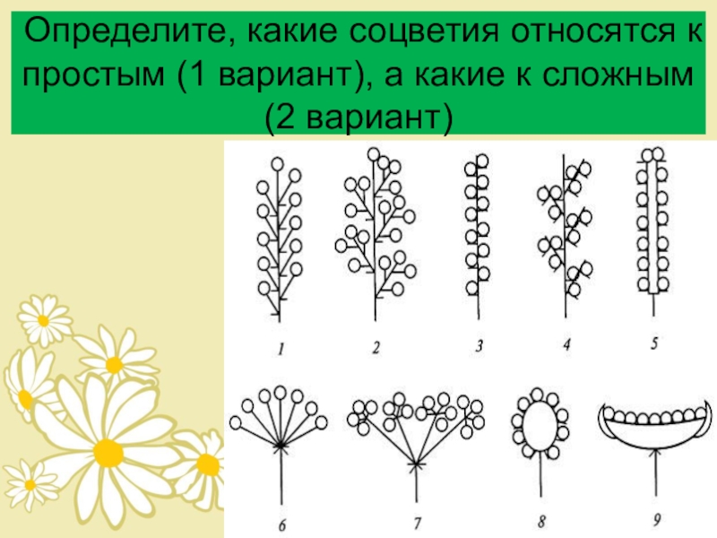 Типы соцветий овощных