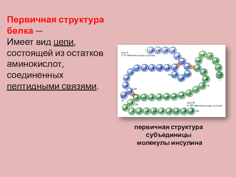 Первичная структура молекулы белка. Первичная структура белка имеет. Первичная структура белка связи. Первичная структура белка имеет вид. Цепочка аминокислот Соединенных пептидной связью обладает.