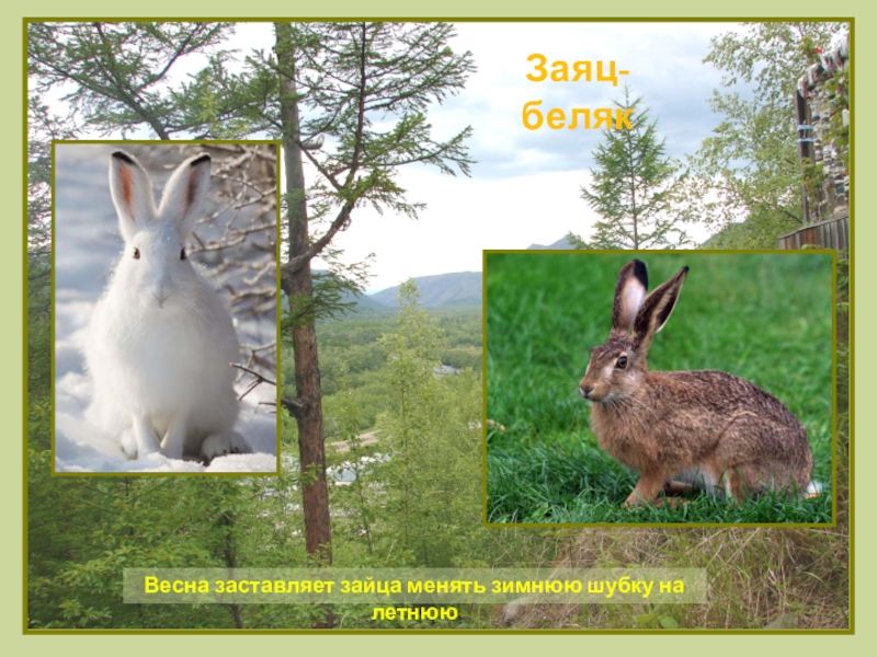 В какой природной зоне обитает заяц. Заяц меняет шубку весной. Заяц Беляк весной. Заяц Беляк среда обитания.