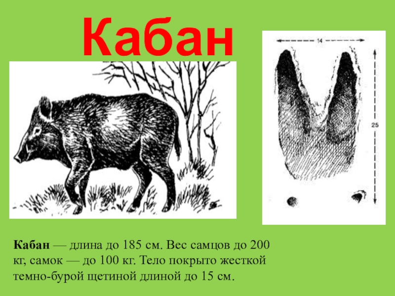 Следы кабана картинки