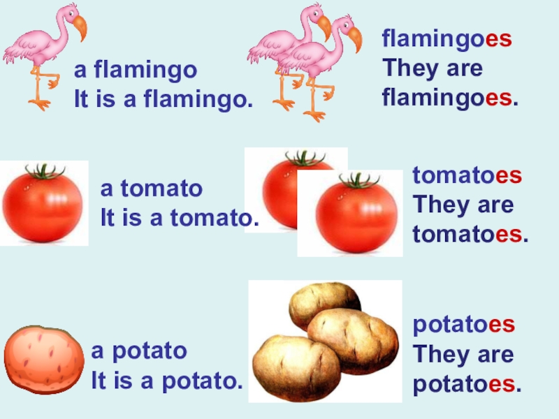 Фламинго множественное число. Множественное число существительных в английском языке Potato. Potato во множественном числе на английском. Potatoes в английском языке множественное число. Картофель по английски во множественном числе.