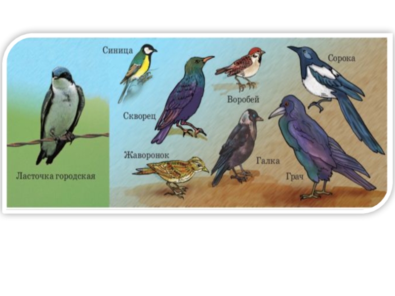 Воробьинообразные птицы презентация