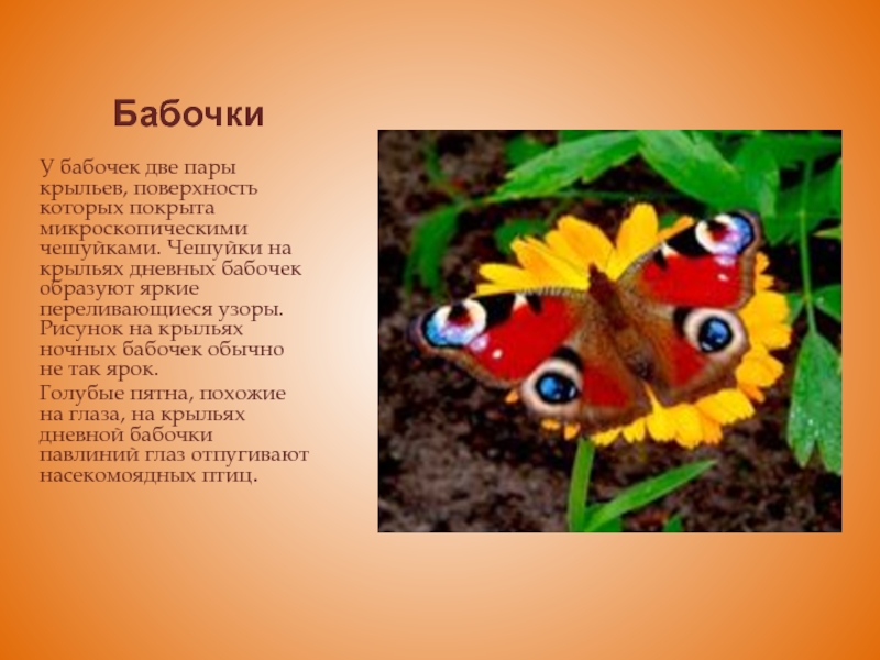 Рассказ первые бабочки 2 класс окружающий. Класс бабочки. Бабочки окружающий мир. Про бабочек для детей 1 класса. Информация о бабочках для детей.