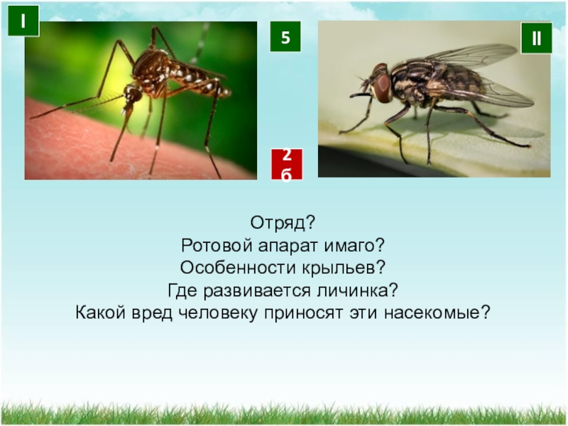 Многообразие насекомых 7 класс презентация