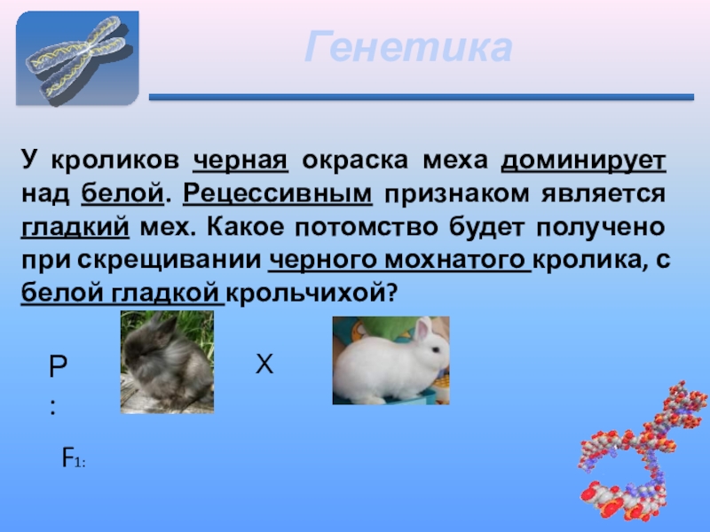 Изменение окраски шерсти кролика. Генетика кроликов. Окраска шерсти кроликов черная. Рецессивные признаки у кроликов.