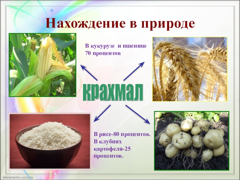 Окружающий разнообразие веществ. Нахождение в природе крахмала и целлюлозы. Нахождение в природе крахмала. Крахмал в природе. Нахождение в природе копхмада.