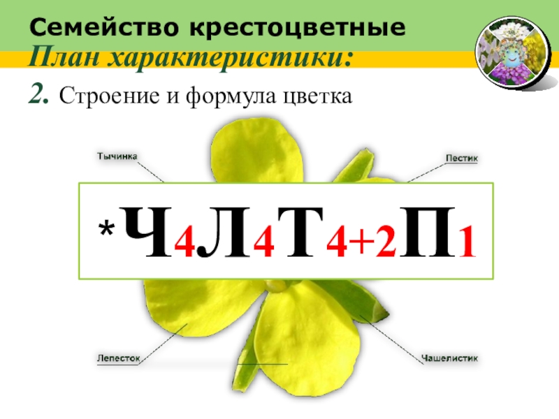 Проект по биологии 6 класс на тему класс двудольные семейства крестоцветные