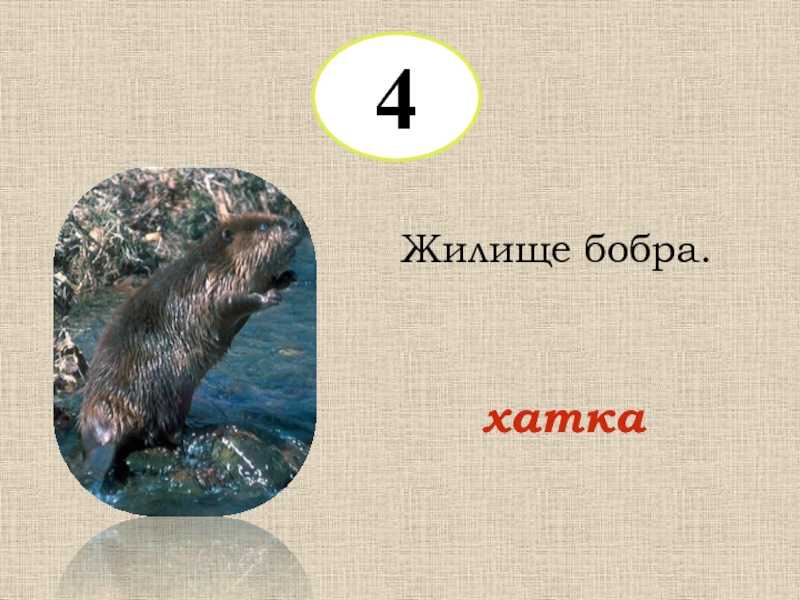 Домик хатка бобра. Домик хатка бобра. Жилище бобров хатка. Плотина ондатры. Домик хатка бобра.