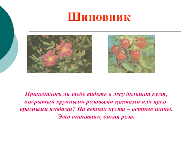 Известно что шиповник. Шиповник презентация. Шиповник доклад. Презентация на тему кустарники. Шиповник краткое сообщение.