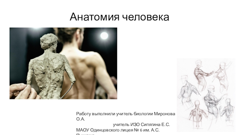 Презентация Анатомия человека
